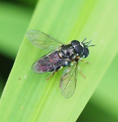 Réf. 260 385 : Paragus sp.
